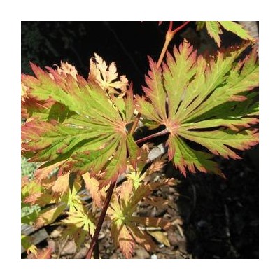 Acer jap. 'Aconitifolium' C 5 40-50 CM