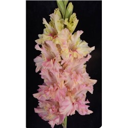 Гладиолус крупноцветковый Подарок Любимой