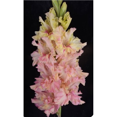 Гладиолус крупноцветковый Подарок Любимой