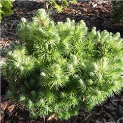 Larix kaempf. 'Little Mushroom' NEW	25-30 cm cont. 3,0L