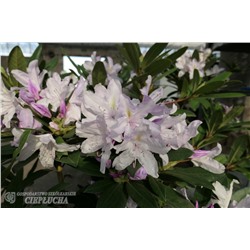 Рододендрон гибридный Бездез/Rhododendron hybriden Bezděz