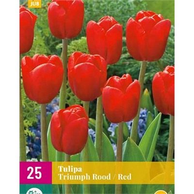 Triumph Red / Rood [11/12] 25шт