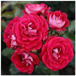 роза Corazon®  штамб 80 см.