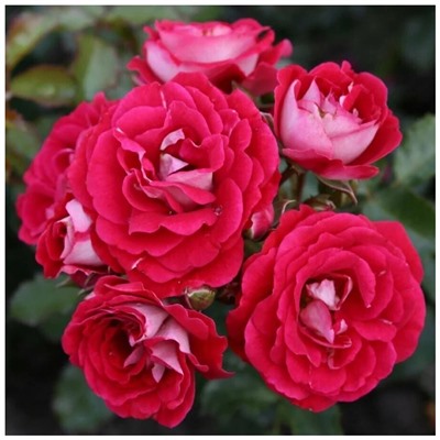 роза Corazon®  штамб 80 см.