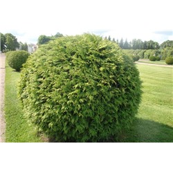 Thuja occidentalis 'Woodwardii'	C2 20-25 cm