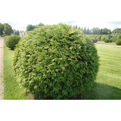 Thuja occidentalis 'Woodwardii'	C2 20-25 cm