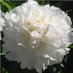 Paeonia herbaceous Sha Jin Guan Ding (tube) Пион травянистый Поющий Источник