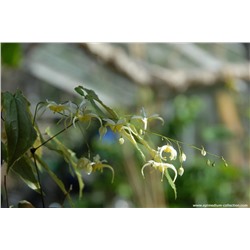 acuminatum 'Yellow-flowered form' Cc 011415