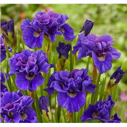 Ирис сибирский (Iris sibirica `Concord Crush`)С7,5