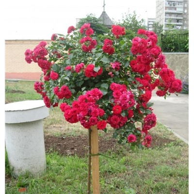 роза Гартенфройде (штамб 80 см.)