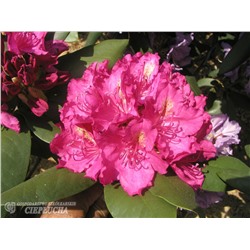 Rhododendron hybriden Pearces American Beauty