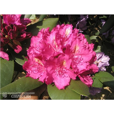 Rhododendron hybriden Pearces American Beauty
