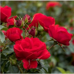 Rosa floribunda Pepino