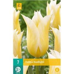 Tulipa Budlight * 11/12 * 7 шт