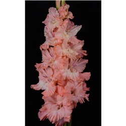 Гладиолус крупноцветковый Королева Бала