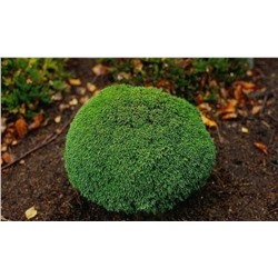 Chamaecyparis lawsoniana 'Green Globe' 20-25 cm cont. 3,0L