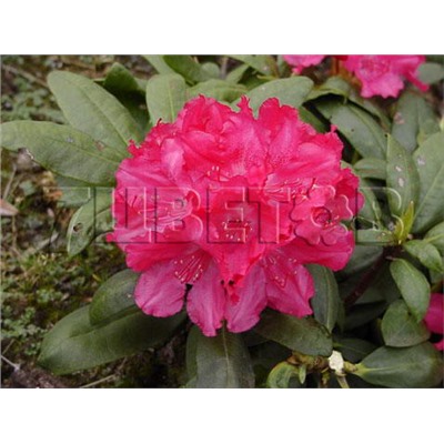 Rhododendron yakushimanum Astrid