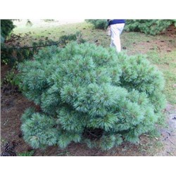 Pinus strobus 'Blue Shag'	C2