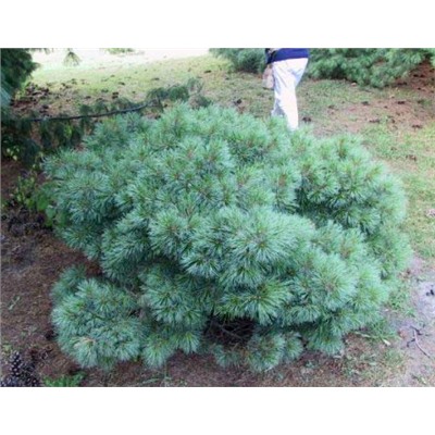 Pinus strobus 'Blue Shag'	C2