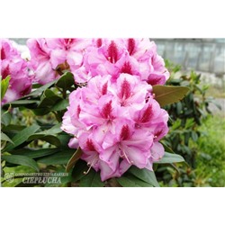 Rhododendron hybriden Vyšehrad