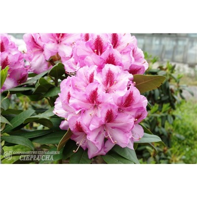 Rhododendron hybriden Vyšehrad