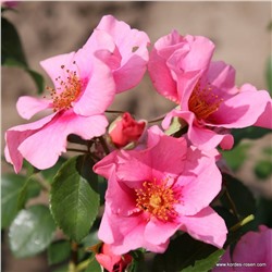 Rosa floribunda See you in pink