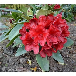 Rhododendron hybriden Dotella