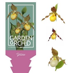 Yellow - Garden Orchid