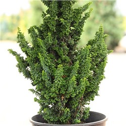 Chamaecyparis obtusa 'Chirimen'	C2 15-20 cm