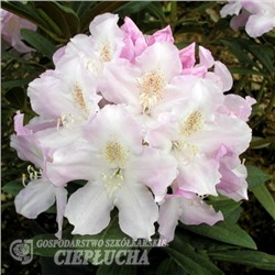 Rhododendron yakushimanum Hoppy