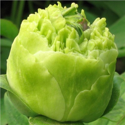 Paeonia tree Lv Xiang Qiu (tube) Зеленый шар