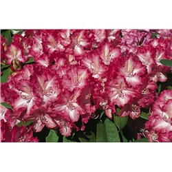 Rhododendron hybriden Sternzauber