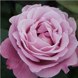 Rosa tea hybrid Blue Parfum