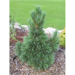 Pinus cembra 'Compacta Glauca'	30-40 cm cont. 5,0L