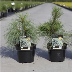 Pinus schwerinii 'Wiethorst'	C3