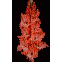 Гладиолус крупноцветковый Источник Радости