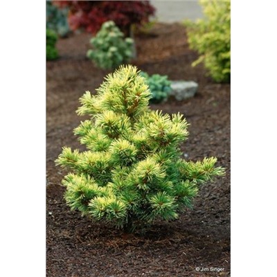 Pinus parviflora 'Goldilocks' 30-40 cm cont. 5,0L