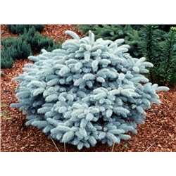 Picea pungens 'Glauca Globosa'	C2