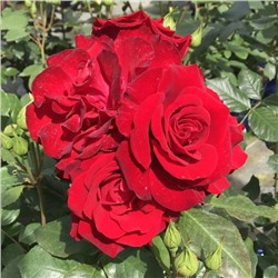 Rosa floribunda Lübecker Rotspon