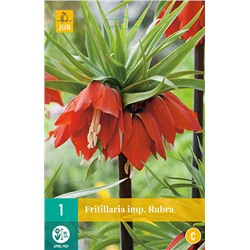 Fritillaria Imp. Rubra * 20/24 * 1 шт