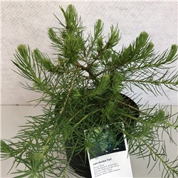 Larix decidua 'Fart' 25-30 cm cont. 3,0L