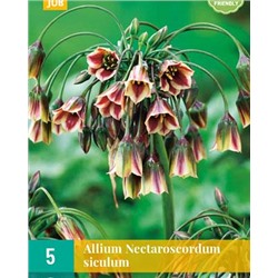 Nectaroscordum siculum [8/11] 5шт