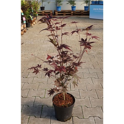 Acer palmatum 'Atropurpureum'	C 4,5