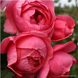 Rosa floribunda Gartenprinzessin Marie-José