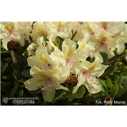 Rhododendron hybriden George Sand