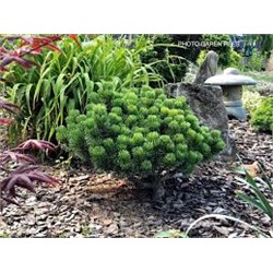 Pinus mugo 'Sherwood Compact'   С2-  P14 L