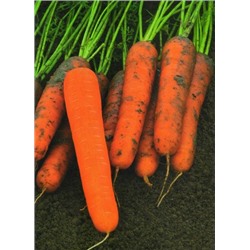 Морковь Маэстро F 1