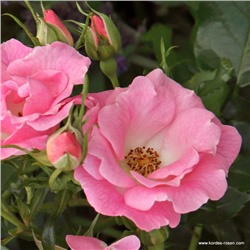 Rosa floribunda Roselina