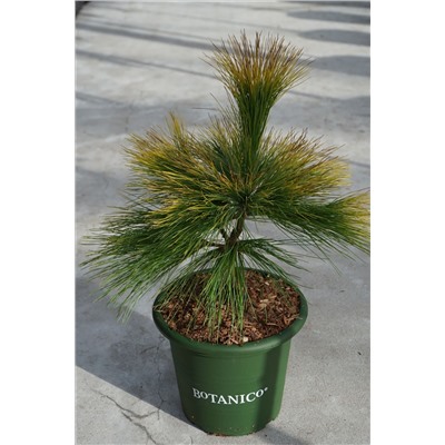 Pinus strobus 'Louie'	D 4	L 25-30