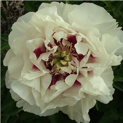 Paeonia rockii Gui Fu Ren (tube)  Пион рока Шелковая Вуаль